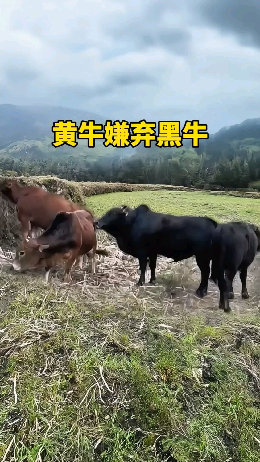 黄牛嫌弃黑牛动物世界