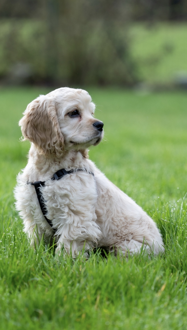 直播日狗，下载直播狗