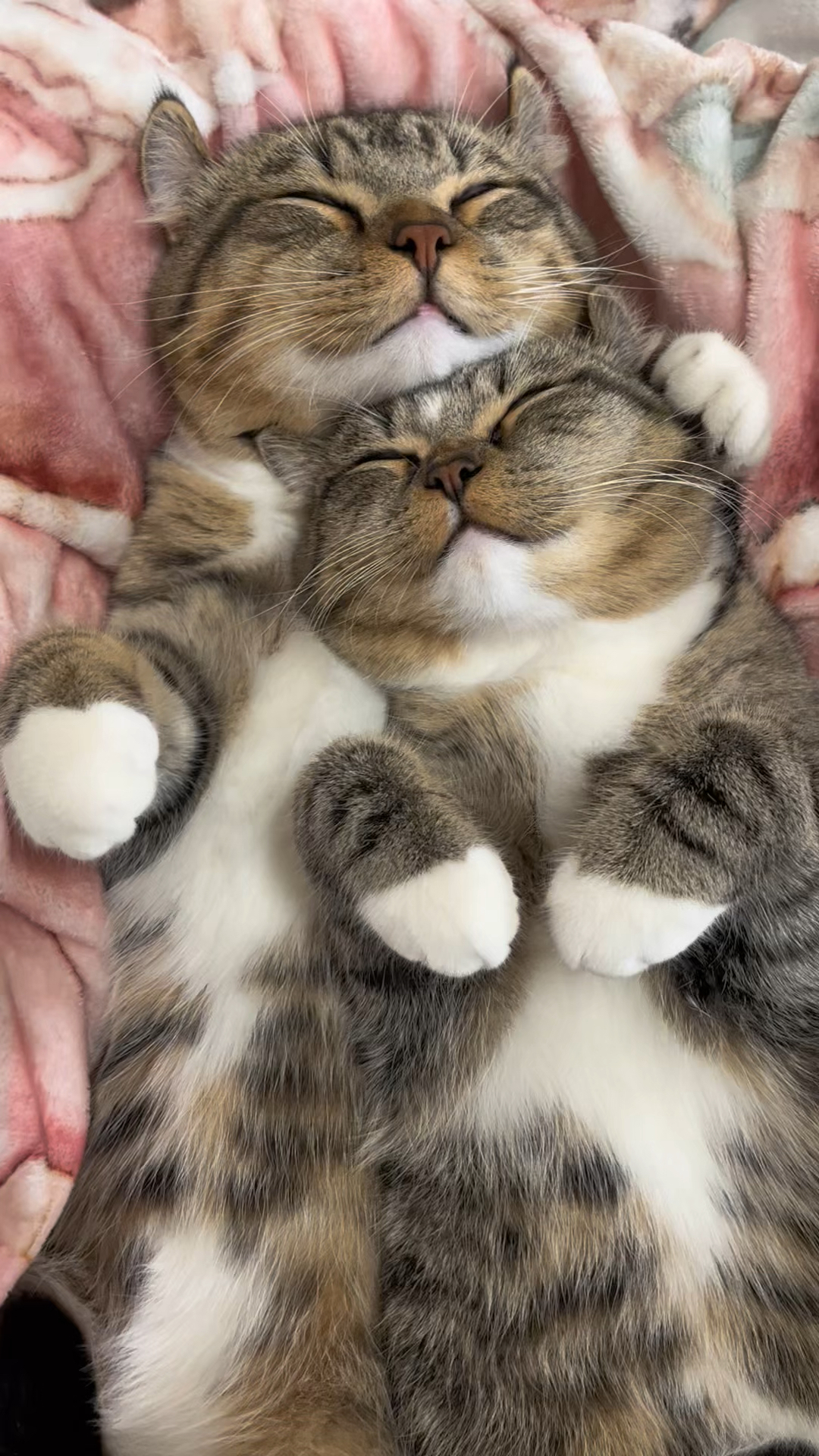 睡觉也要贴贴抱抱,q弹软糯小猫咪