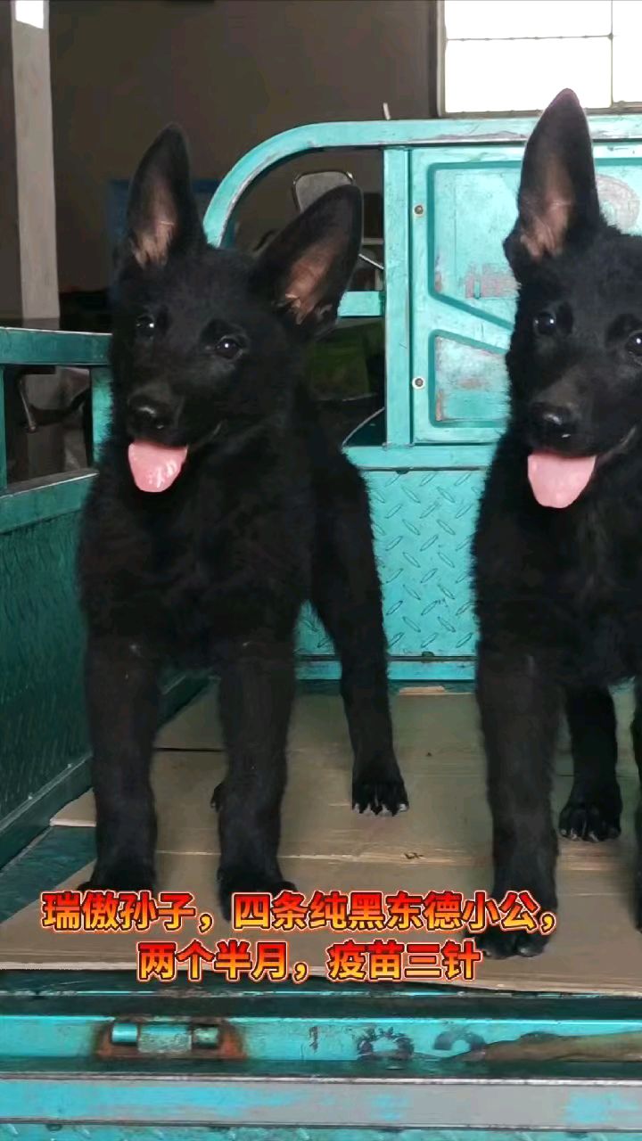 纯黑牧羊犬幼犬在也不怕丢羊