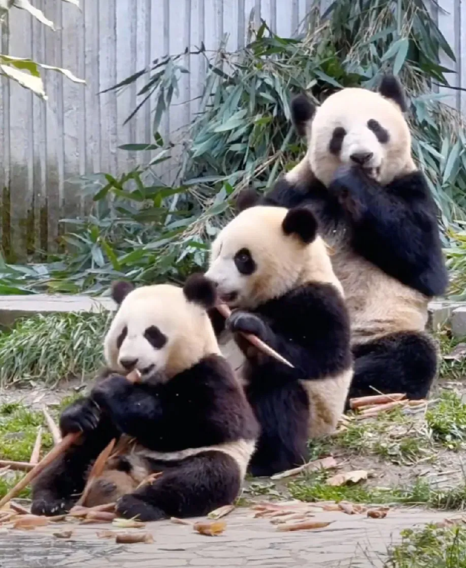 大熊猫苏琳带两崽吃播, 排排坐吃果果, 像极了sml号