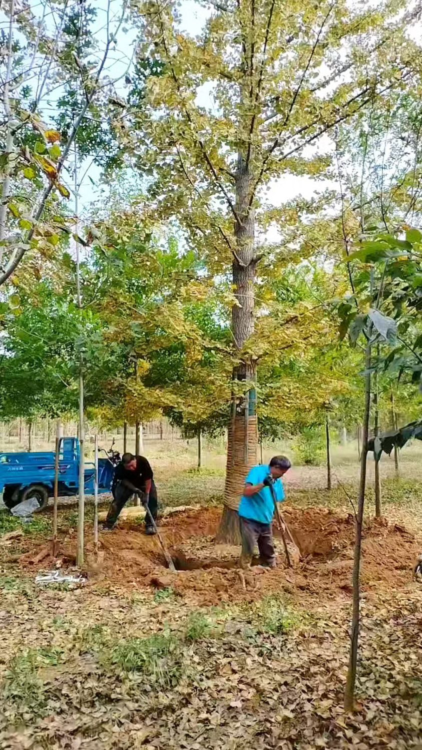 找附近的苗圃树苗图片