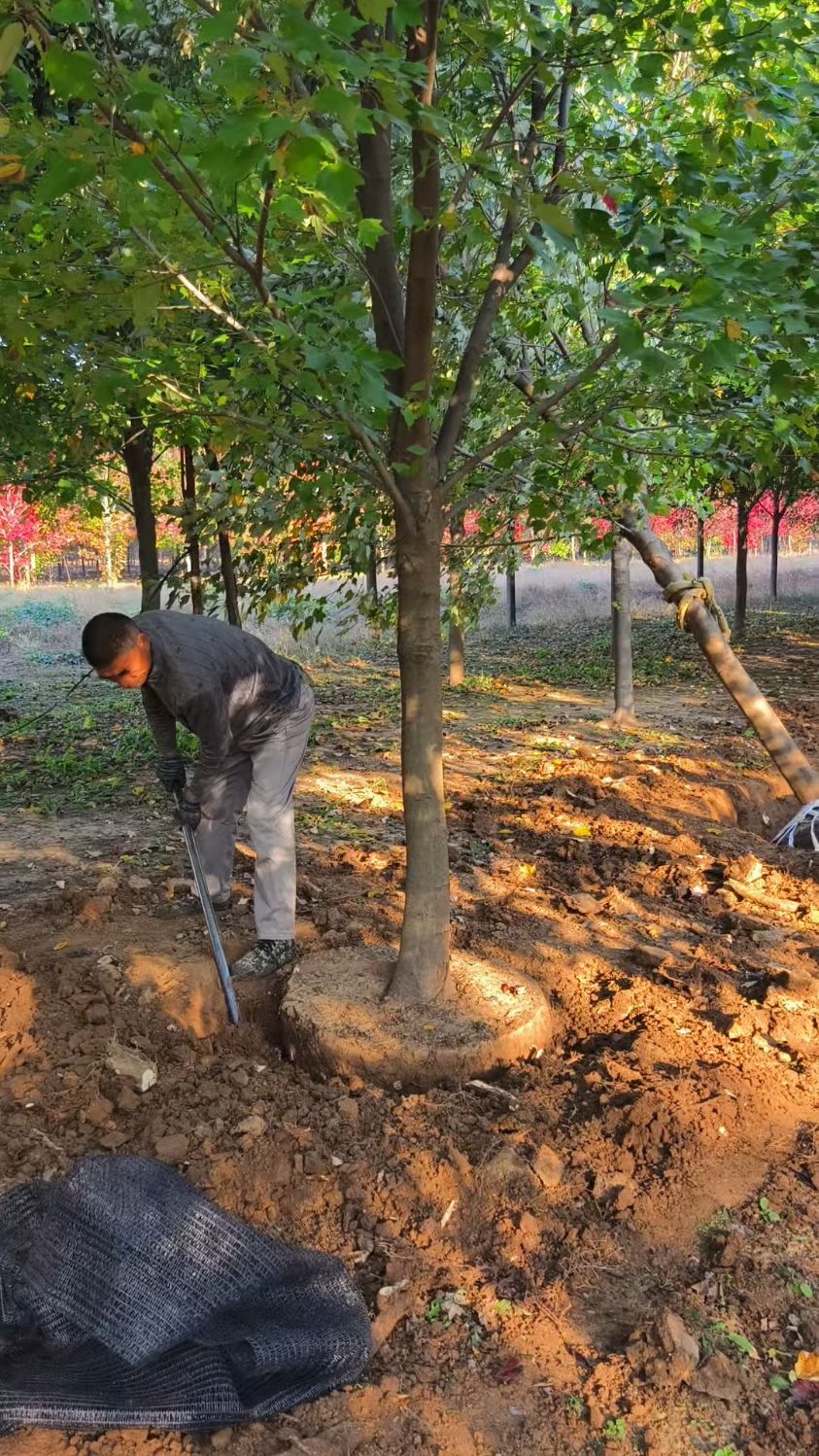 12公分美国红枫红冠起树,发往河南省商丘市.