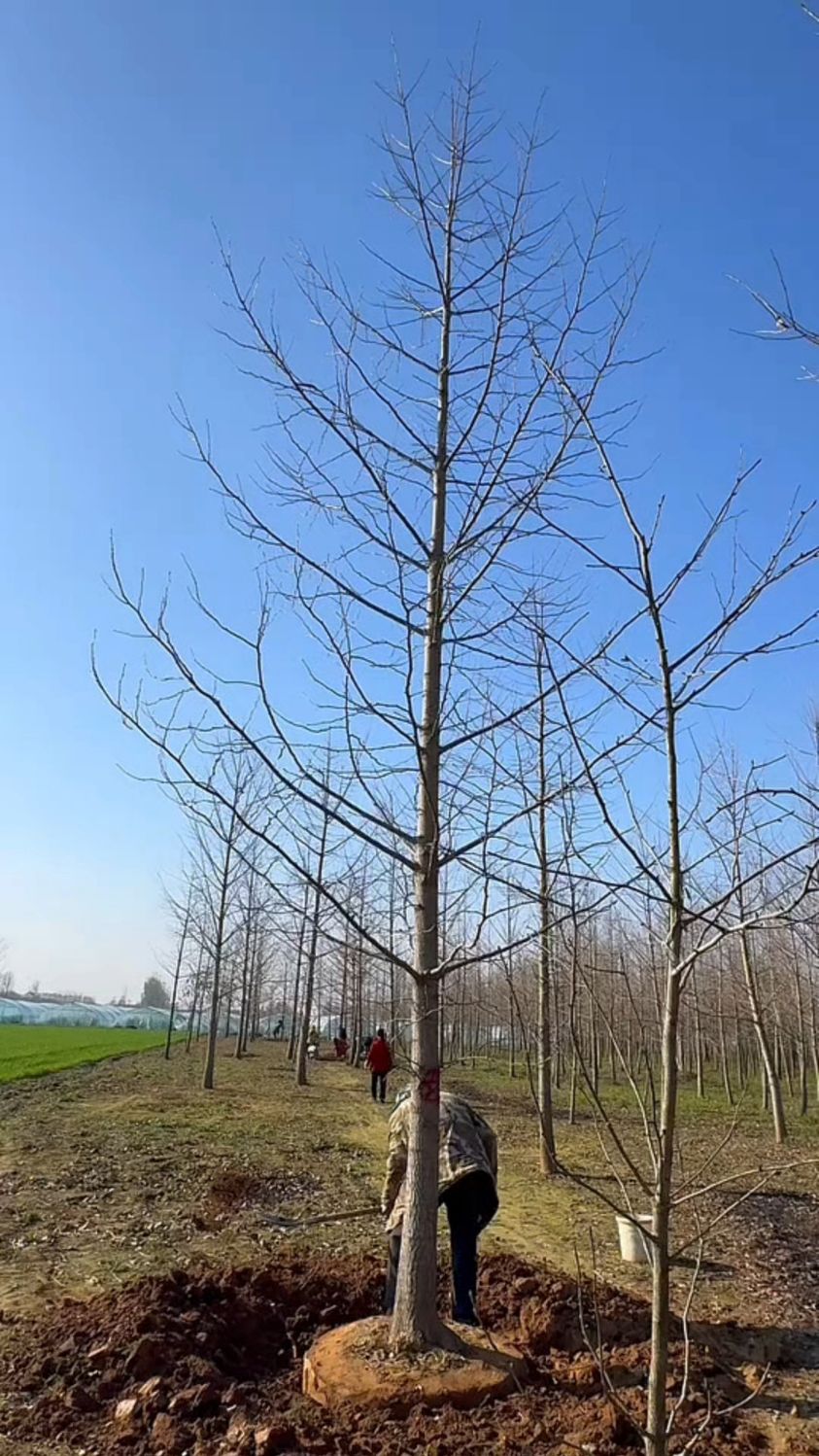 15公分银杏树 小精品银杏