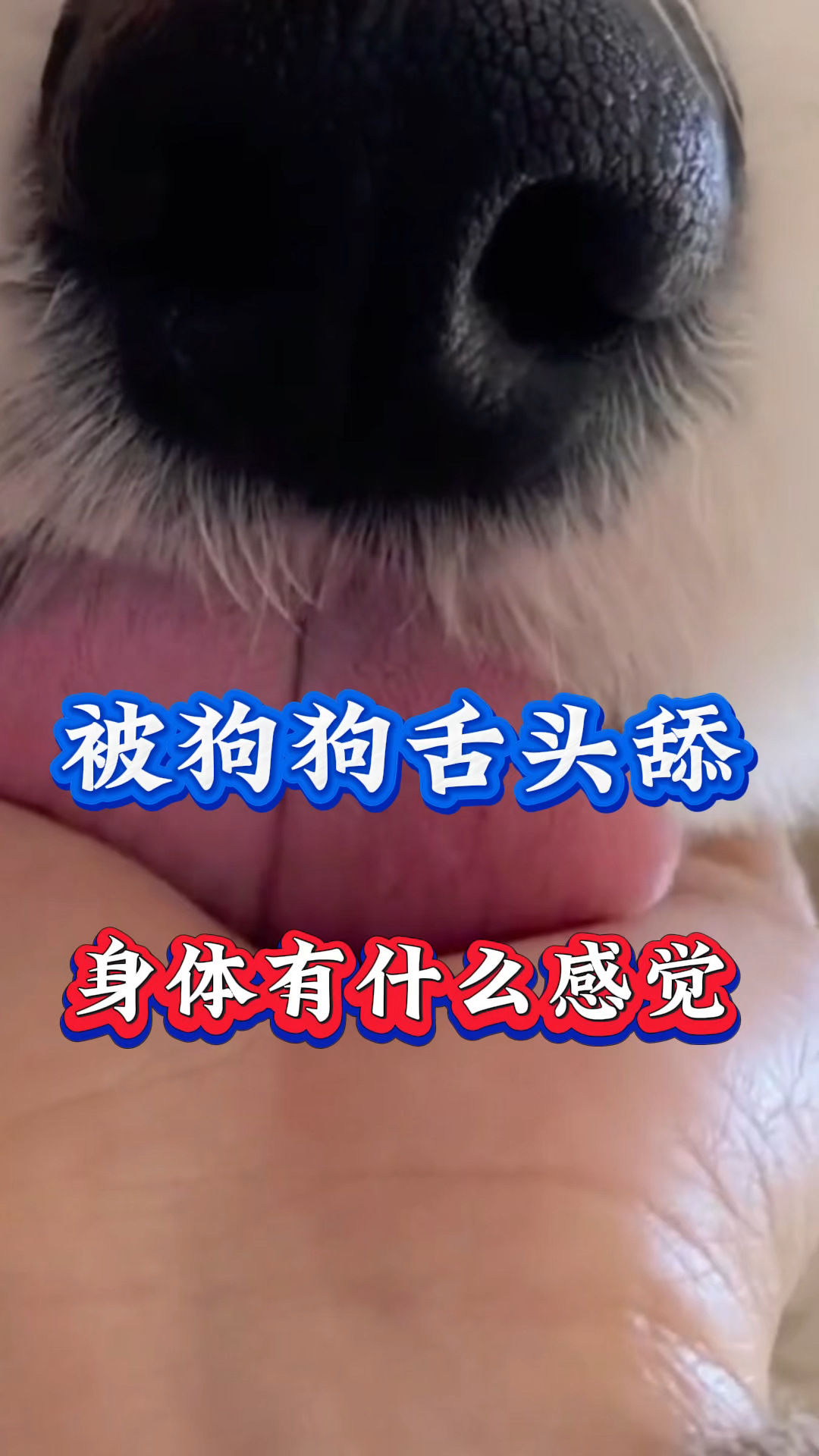 狗最怕主人用舌头舔它