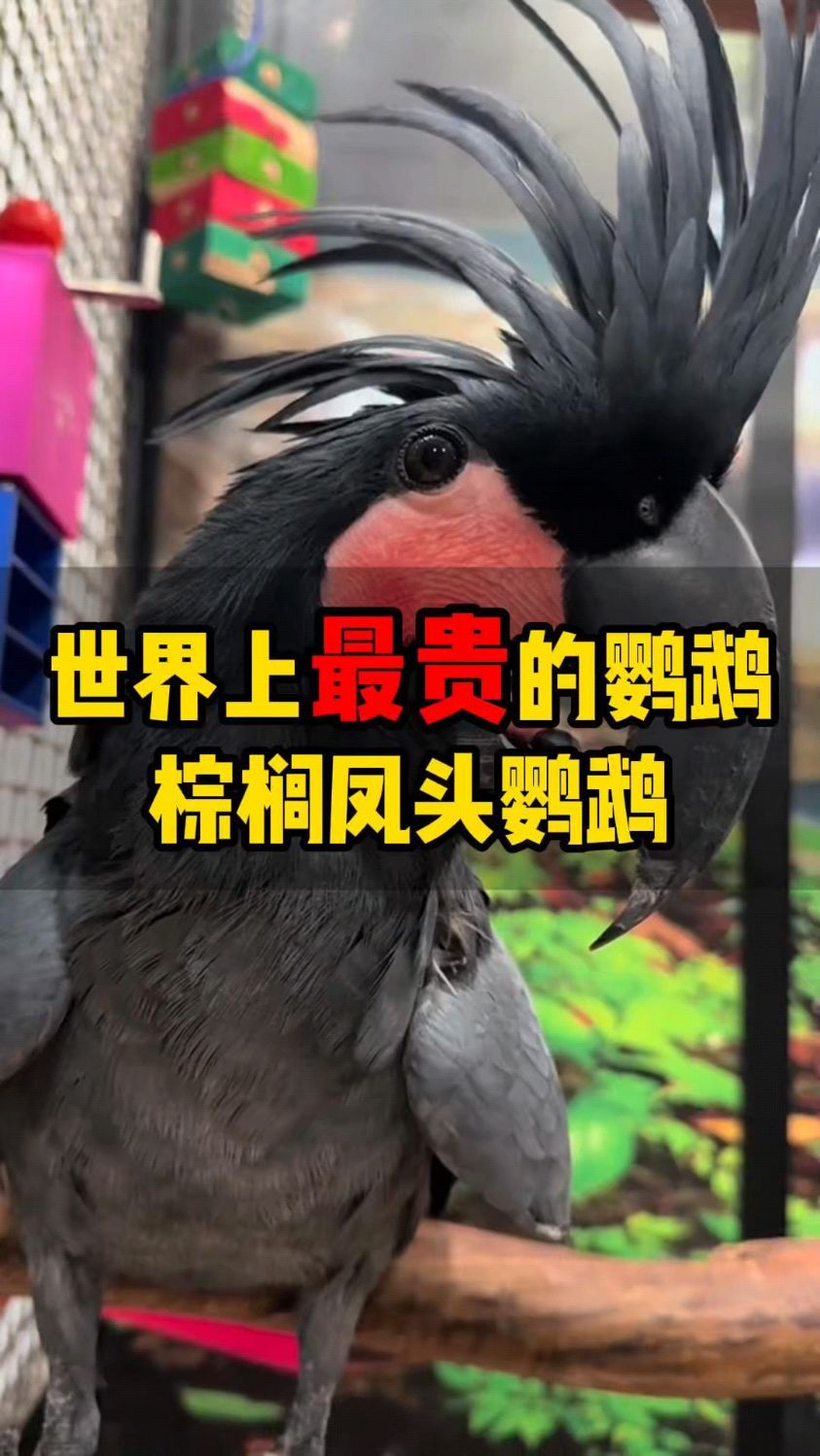 世界上最贵的鹦鹉,棕榈凤头鹦鹉.