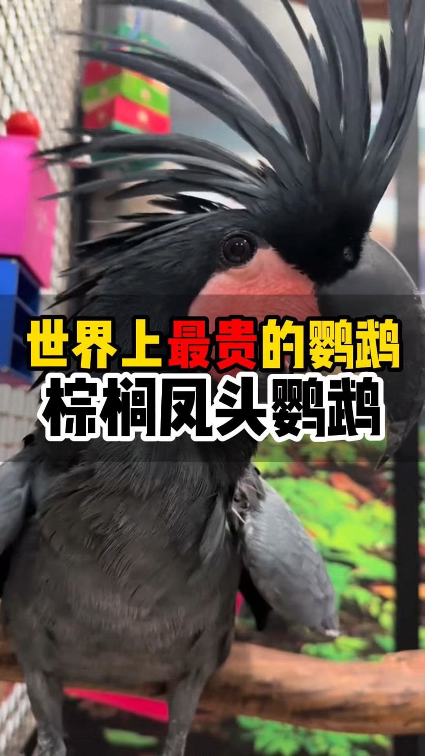 世界上最贵的鹦鹉,棕榈凤头鹦鹉.