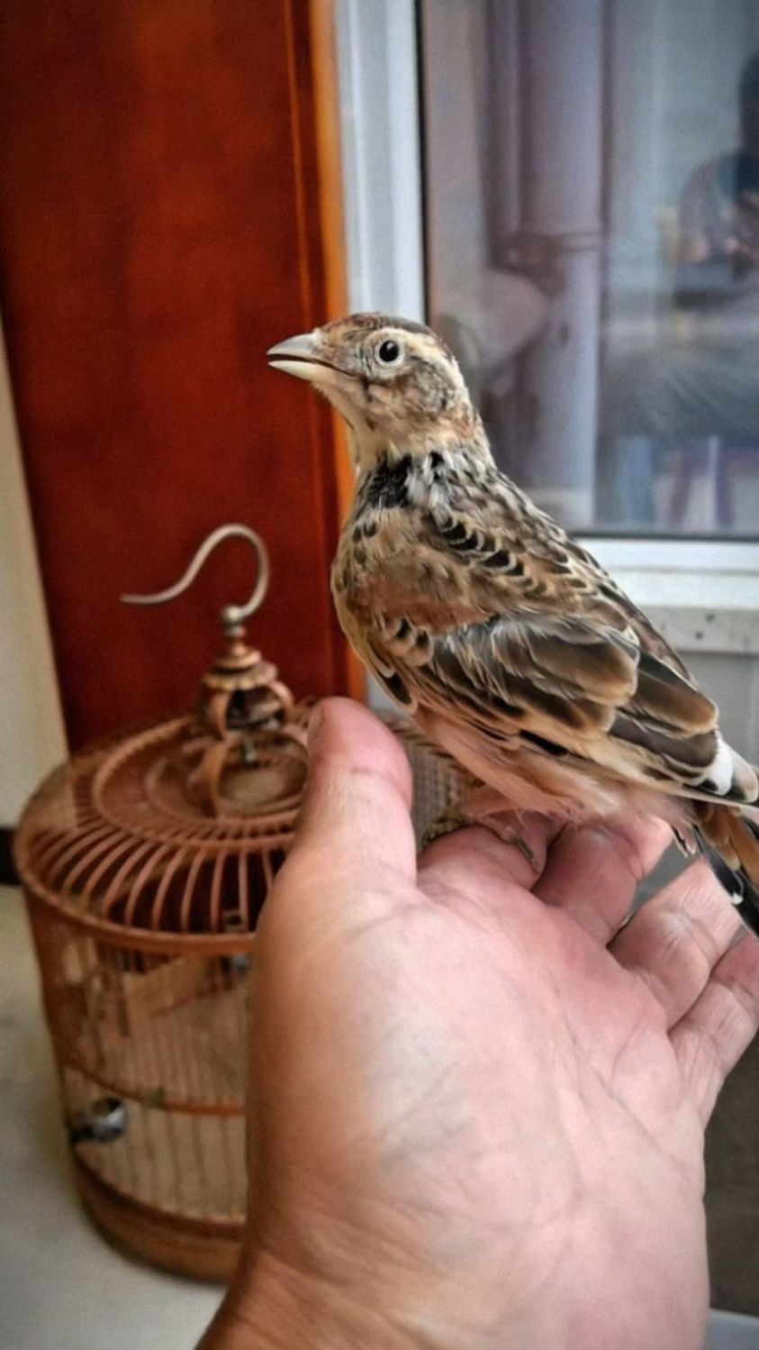 养百灵鸟就得是亲自手养喂大的