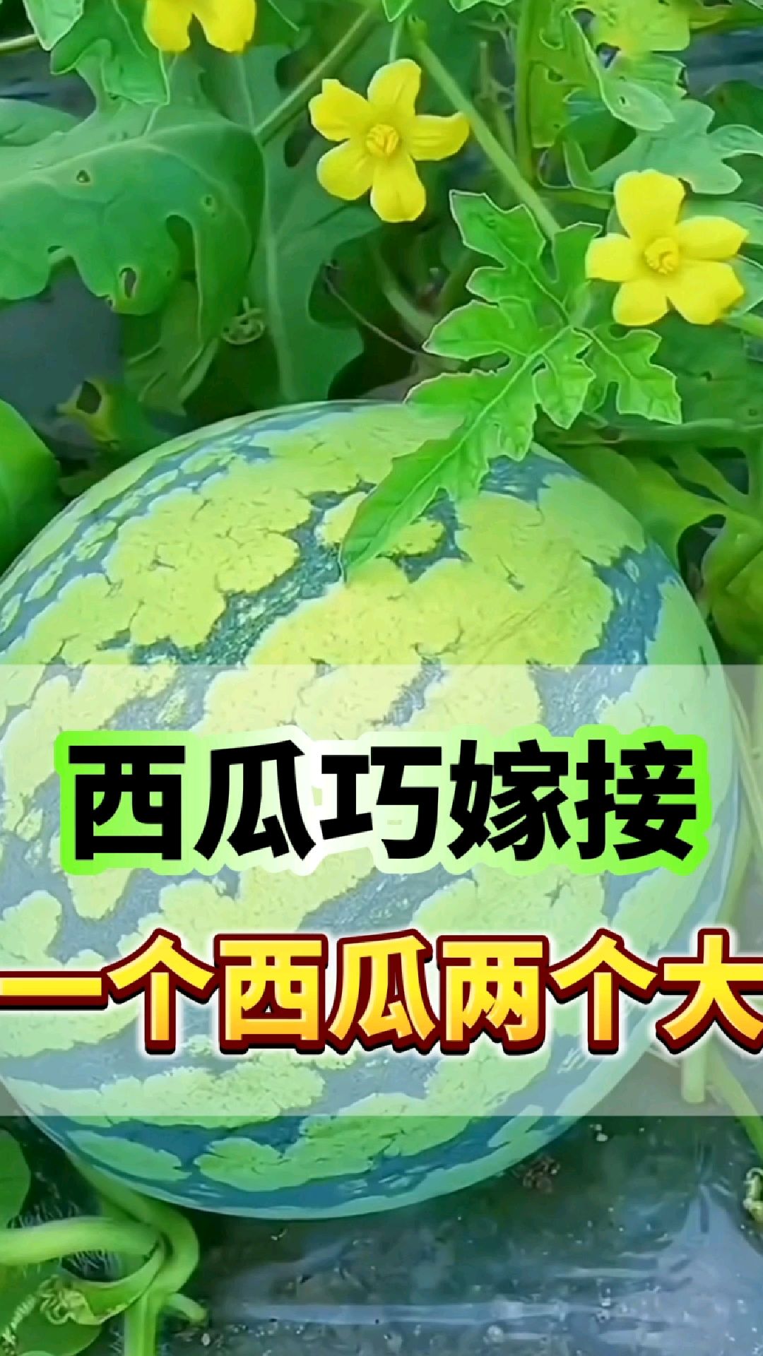 西瓜巧嫁接,一个西瓜两个大