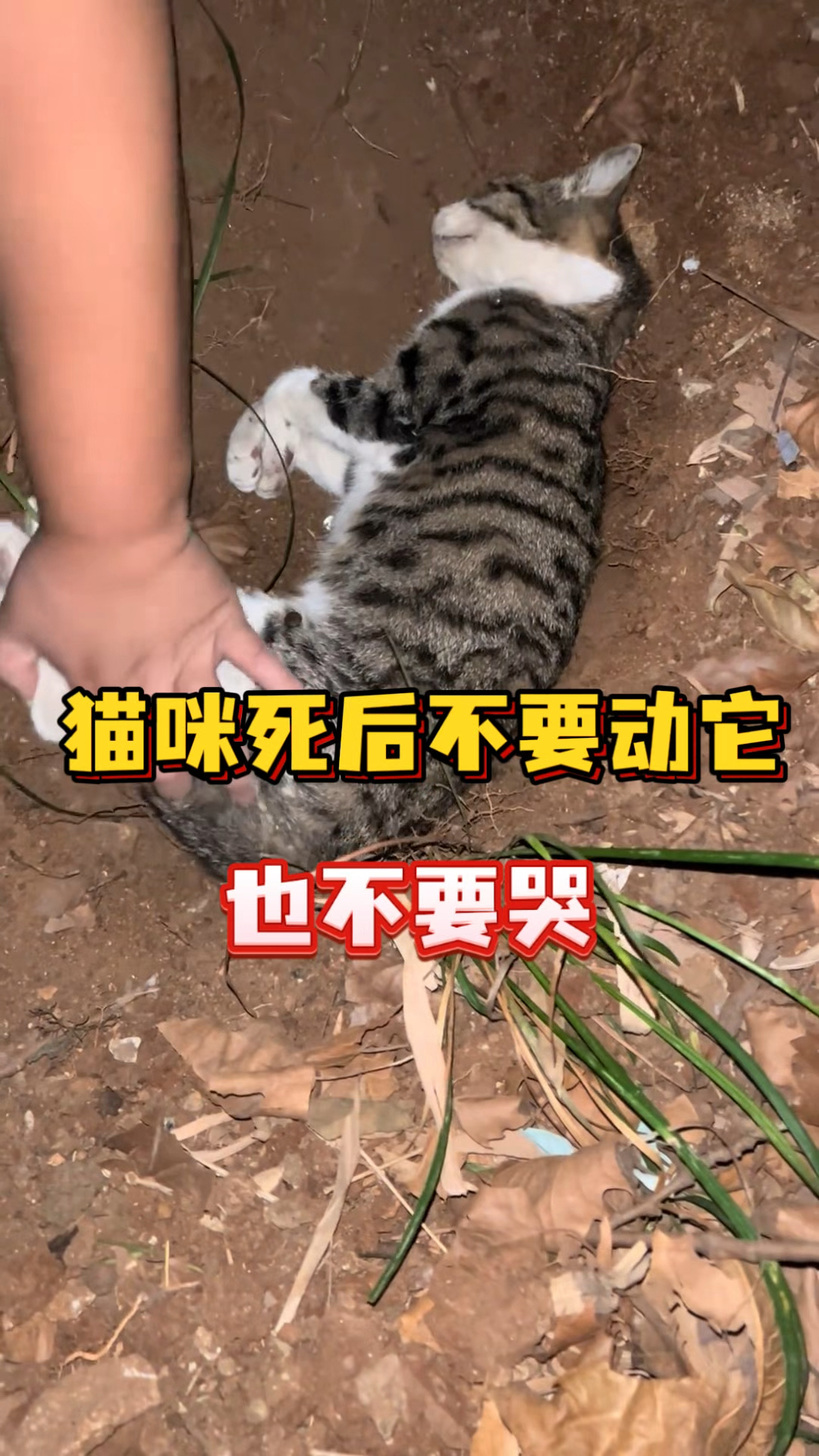猫死了会怨恨主人吗