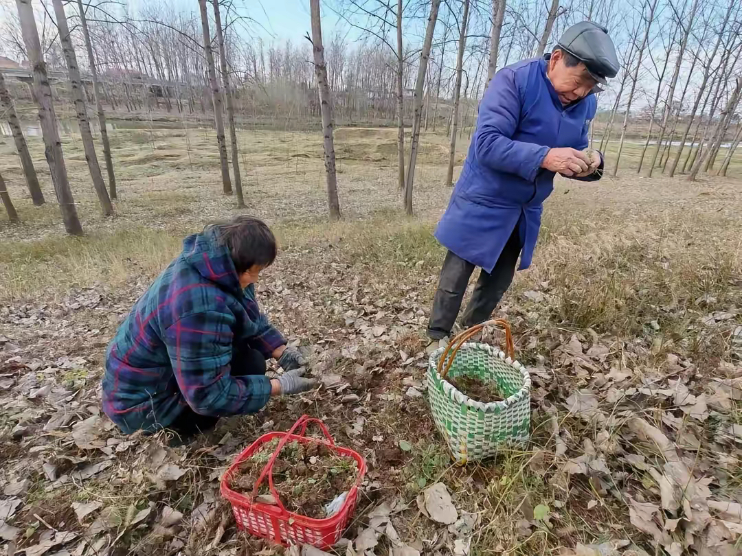 农村一亩地种植收入(农村一亩地种植收入怎么算)