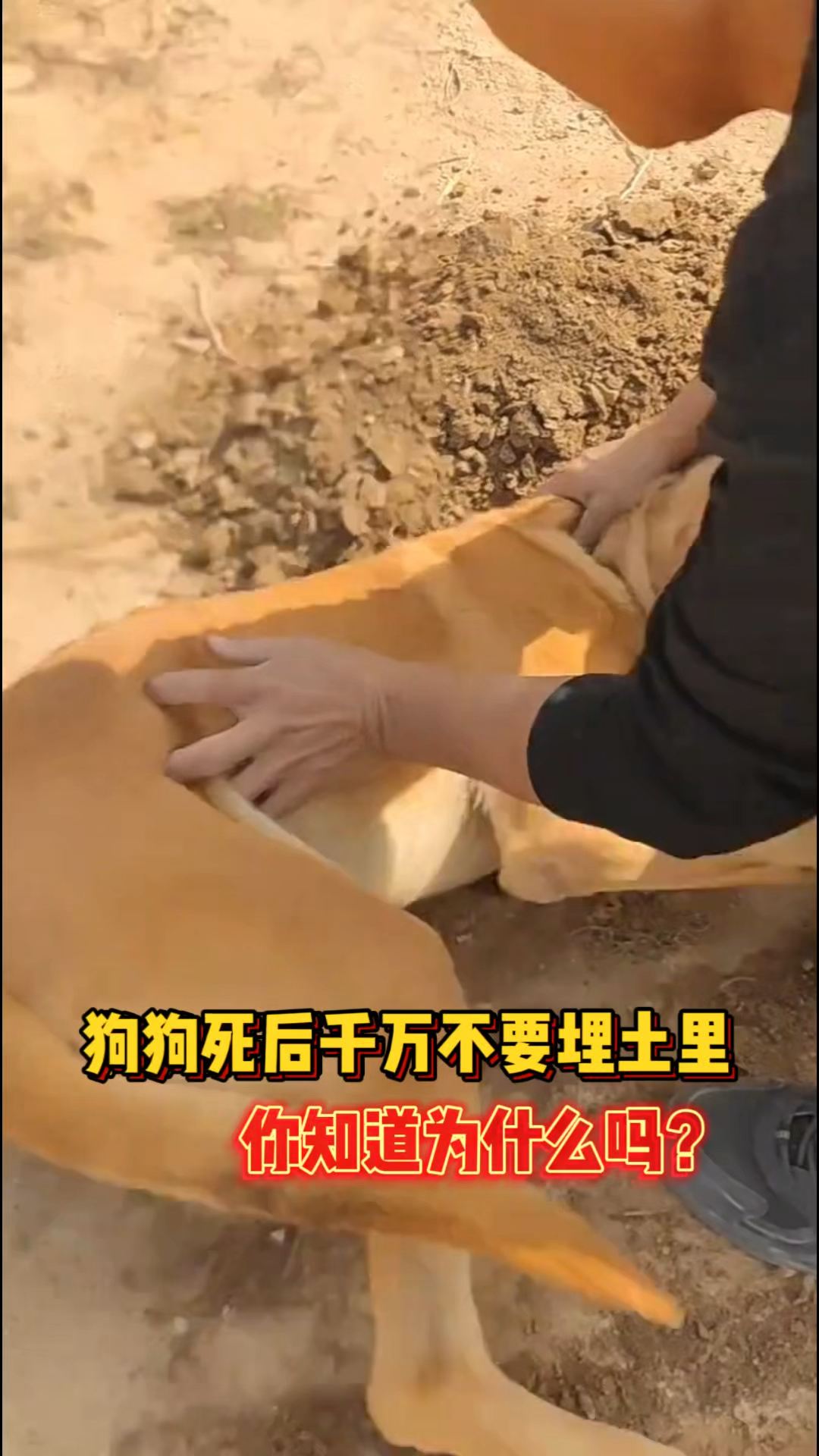 狗死了为什么三年内不养狗