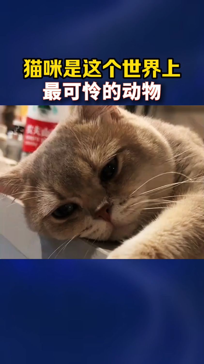 猫咪是这个世界上最可怜的动物