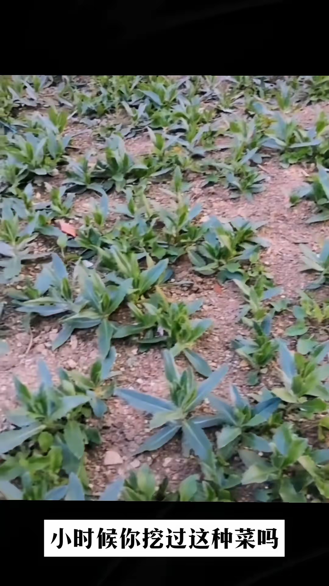 能叫出这个野菜名字的人,你是高人,能写出它名字的更是高人