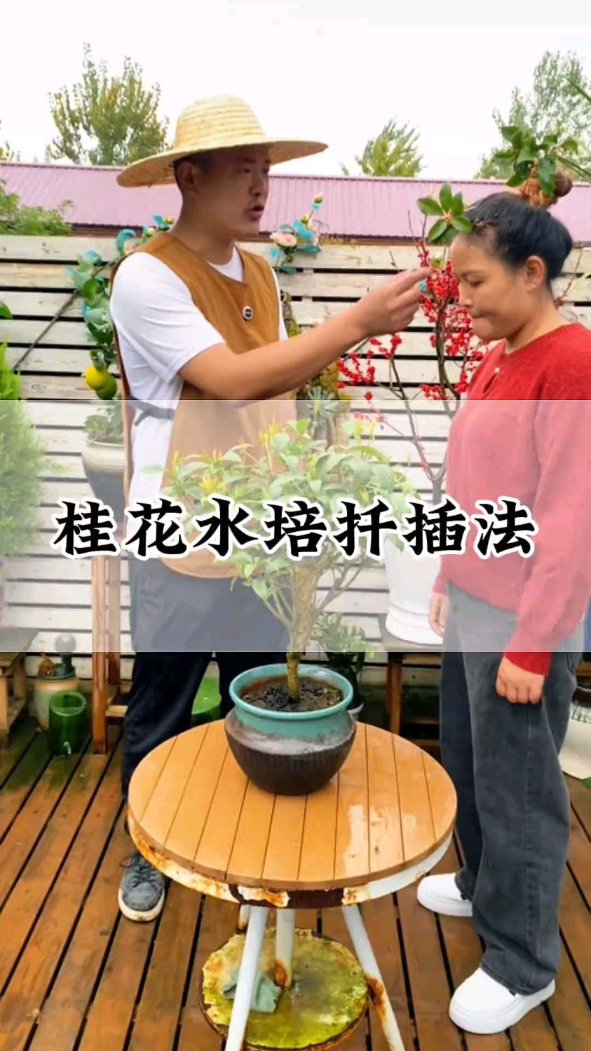 桂花水培扦插小技巧