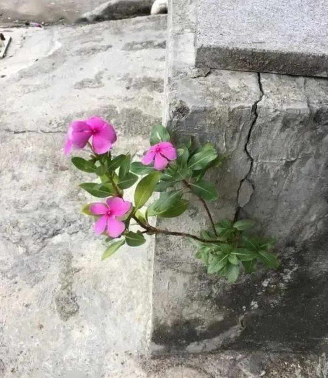 都能勇敢前行,像这花儿一样努力盛开,在磨难质熘械幕 石头缝里长出