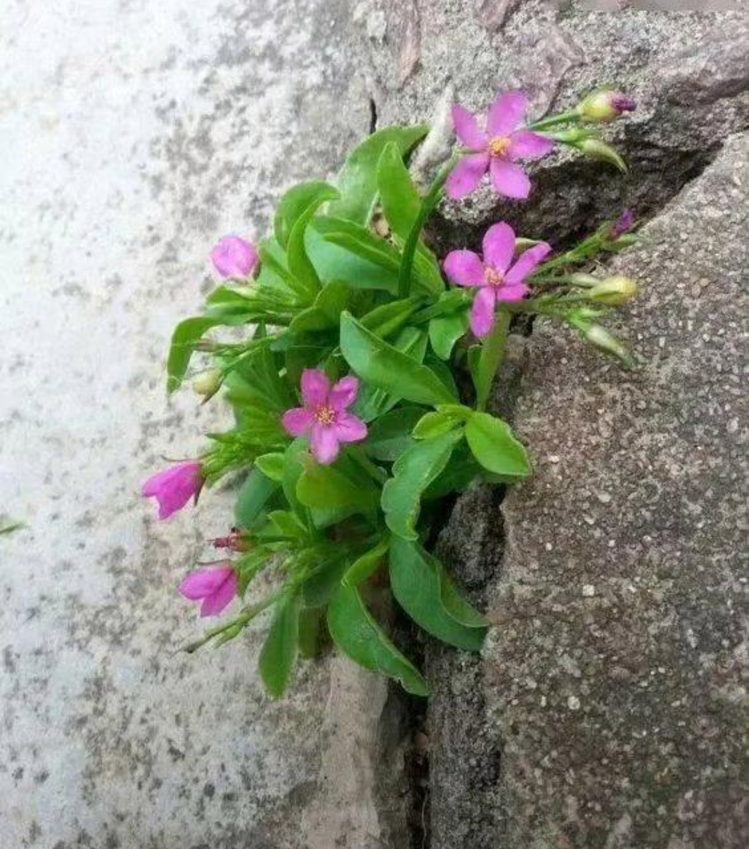 花岩石缝里盛开的花长在石头缝里的兰花悬崖边石头缝中的一朵小花图片