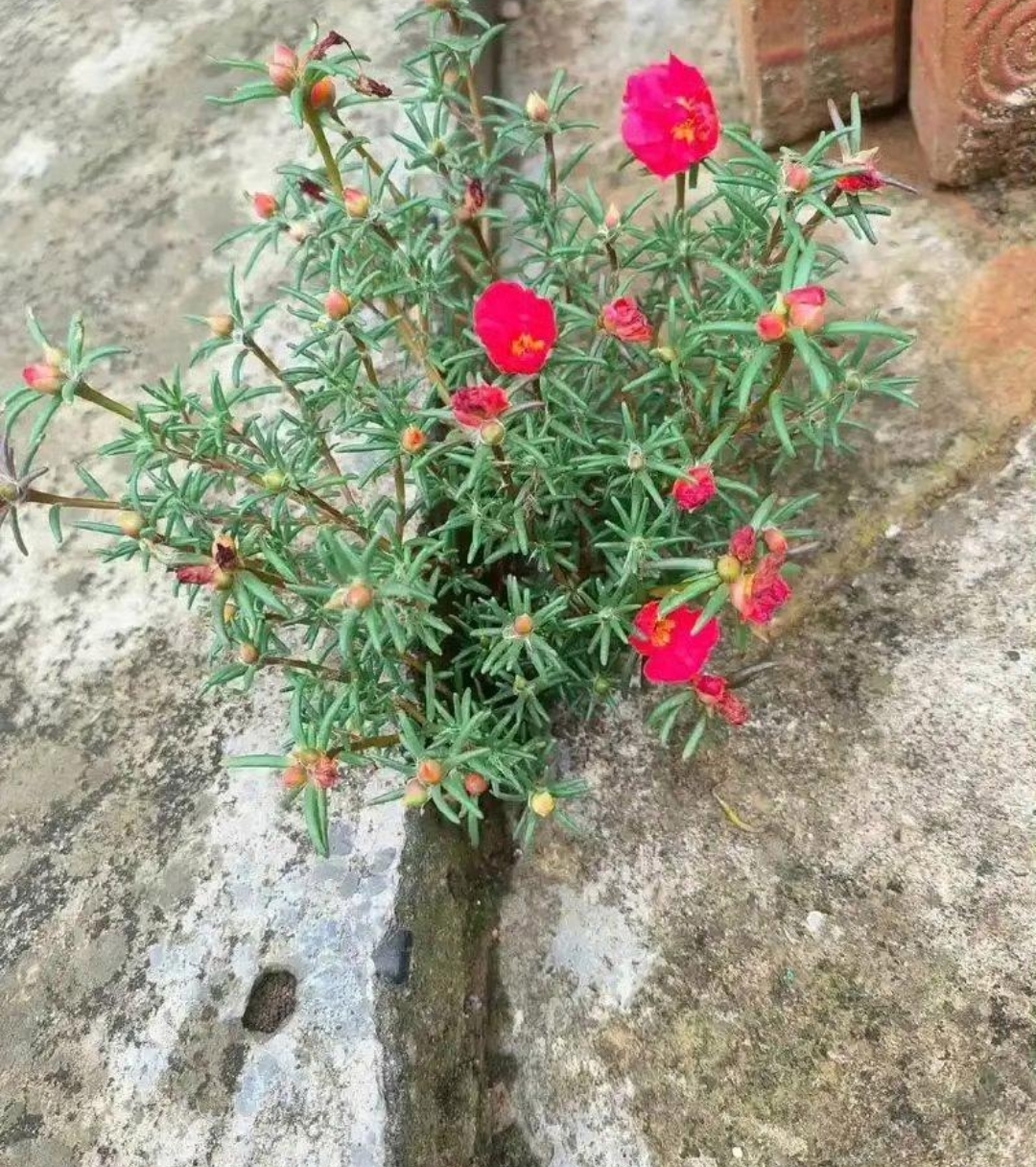 都能勇敢前行,像这花儿一样努力盛开,在磨难 石头缝里长出坚强的花