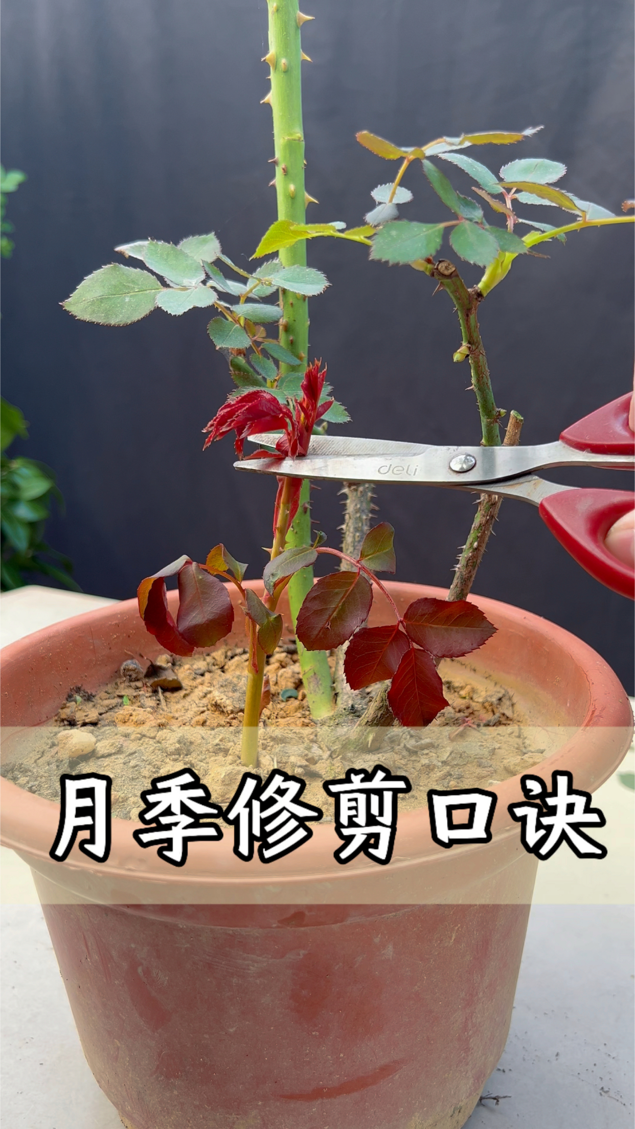 月季口诀先记住,修剪再也难不住