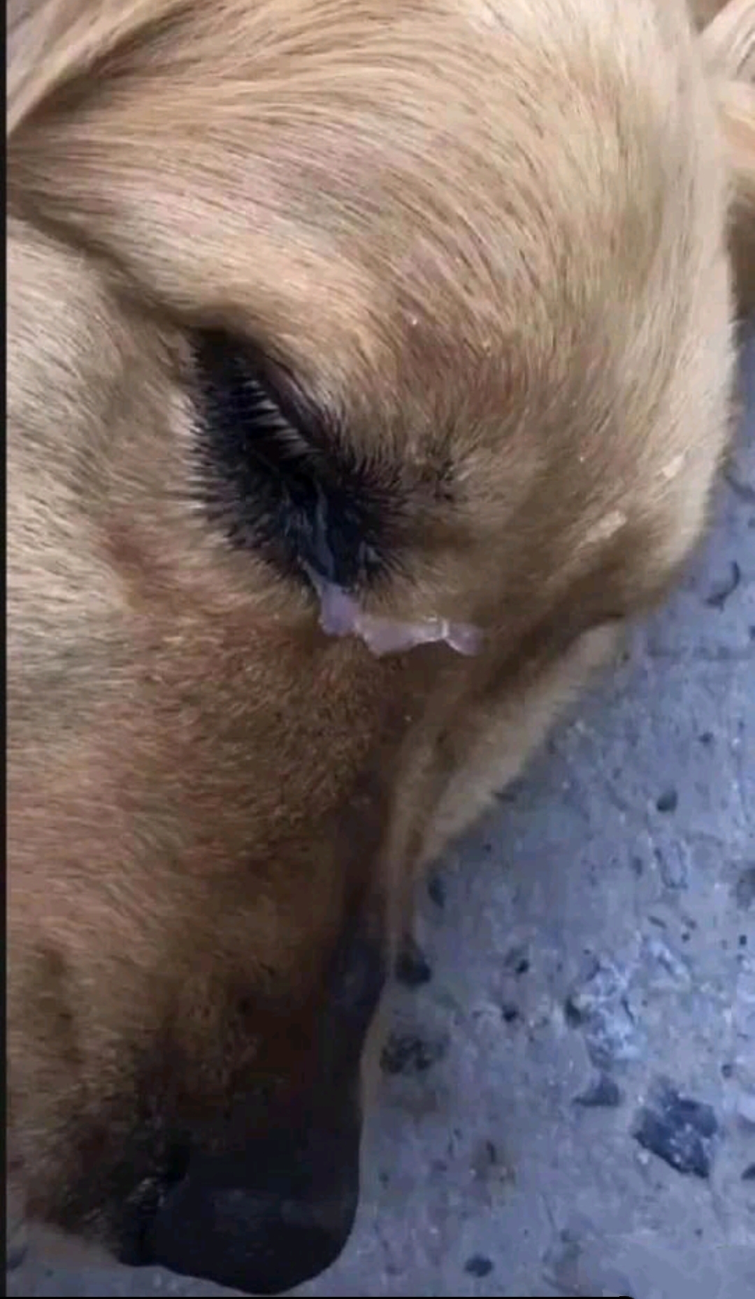 我很是好奇,便去狗肉店询问金毛的来历