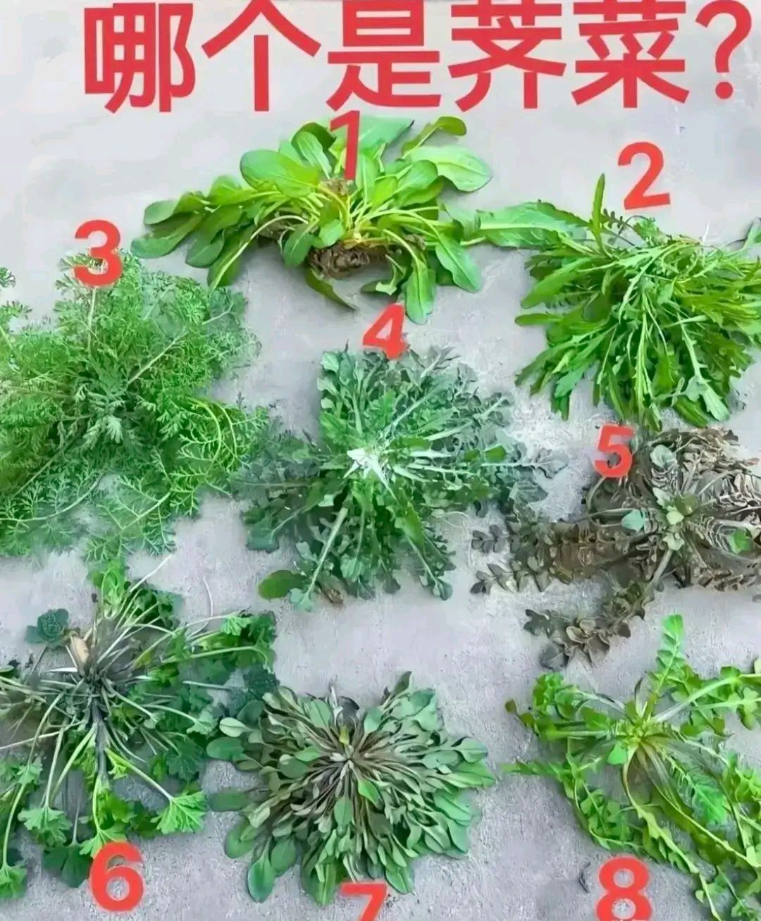 友友们你们说谁对谁错,荠菜的拼音荠菜读音荠菜的读音荠菜读音及图片