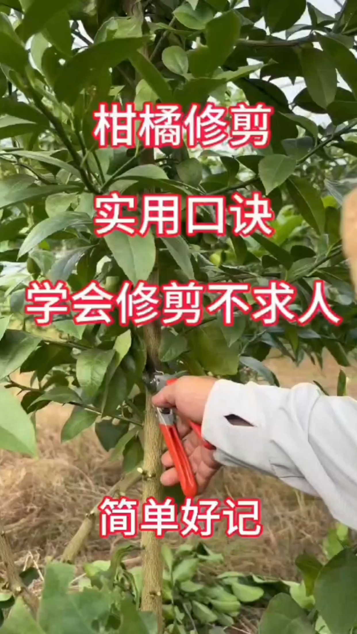 柑橘修剪实用口诀