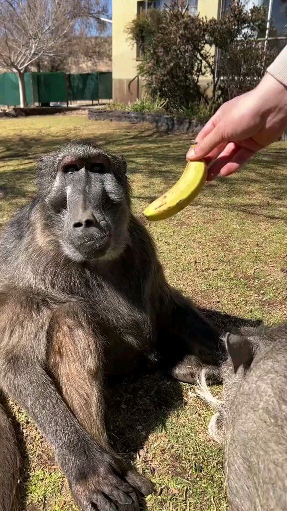 国外小伙的宠物狒狒吃香蕉