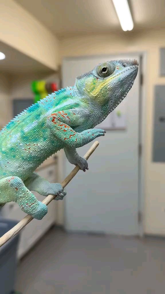 漂亮的宠物变色龙