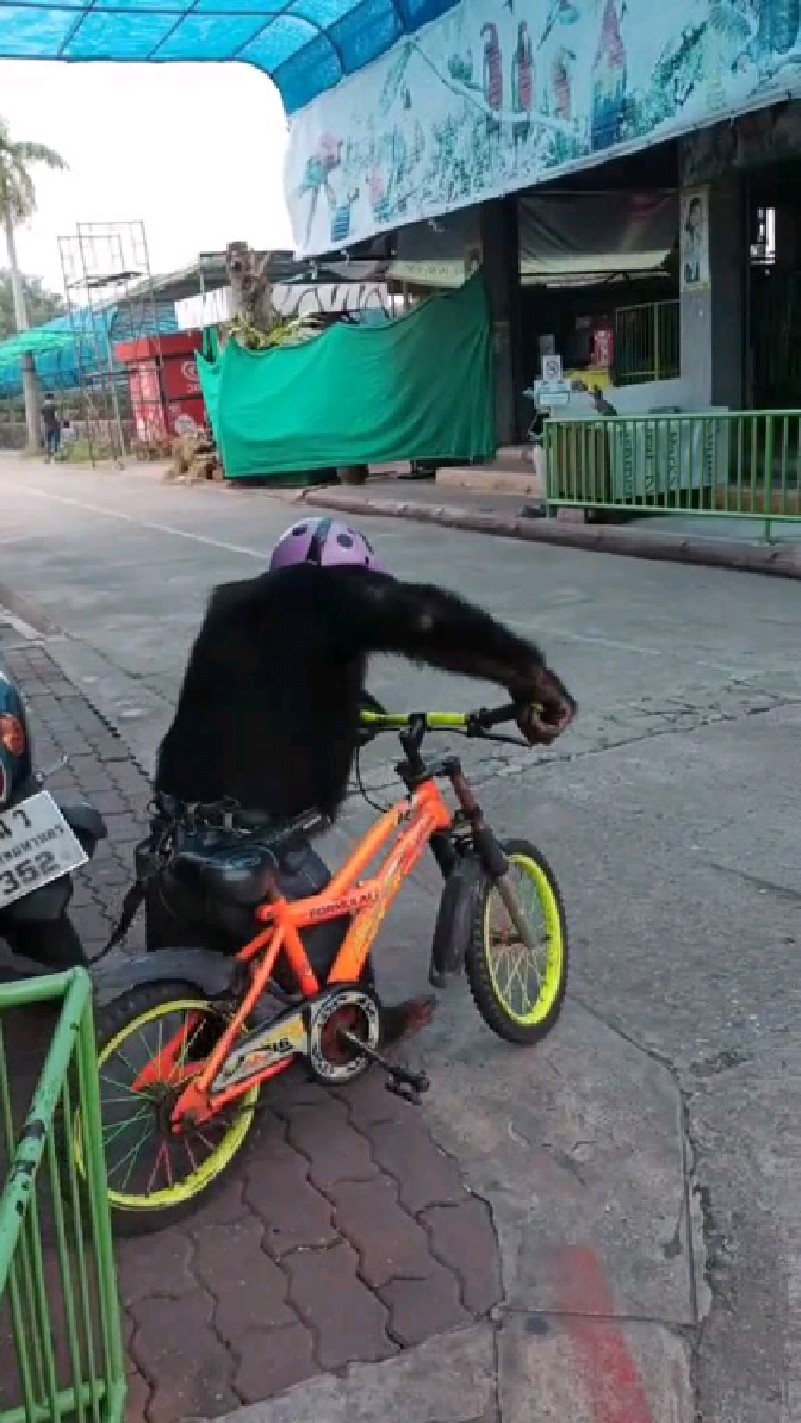 国外宠物猩猩骑自行车