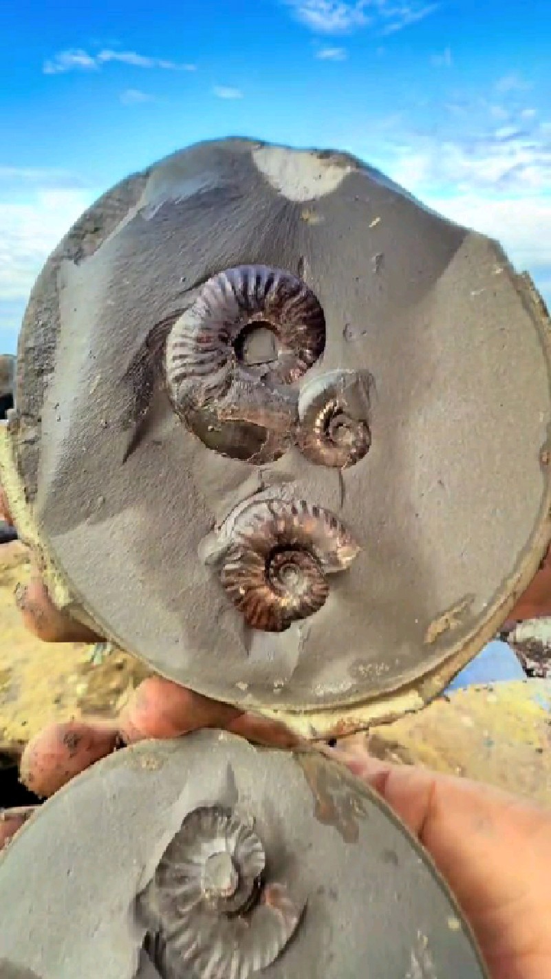 远古生物化石