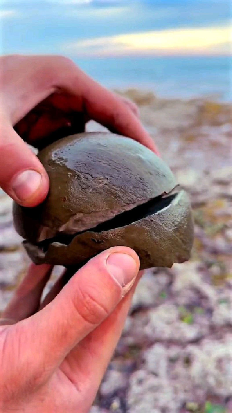 远古生物化石