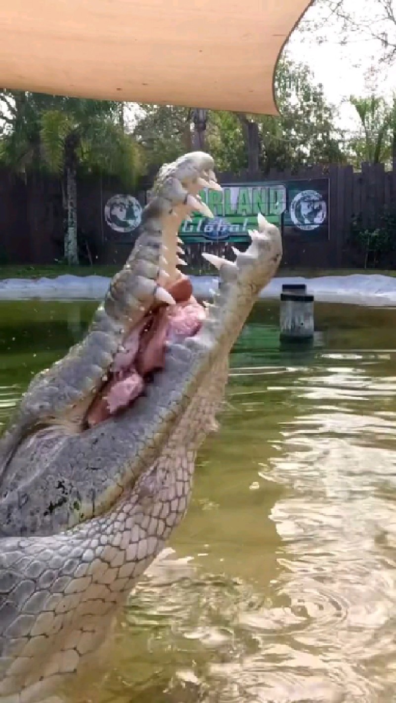 国外美女喂鳄鱼吃大餐