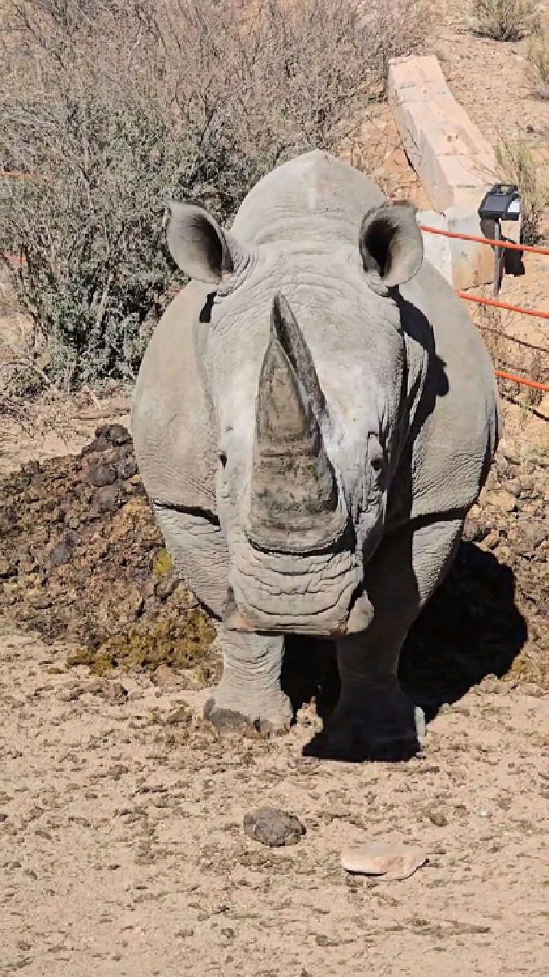 体型巨大的非洲犀牛