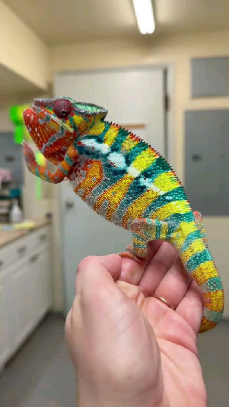 漂亮的宠物变色龙