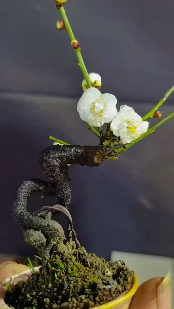 掌中宝绿萼梅花,小巧精致款的小梅花.
