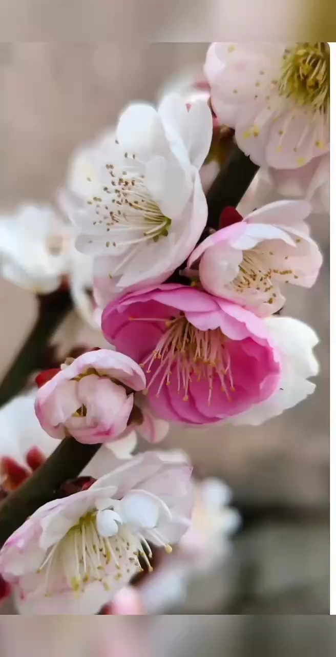 日本梅花品种图谱图片