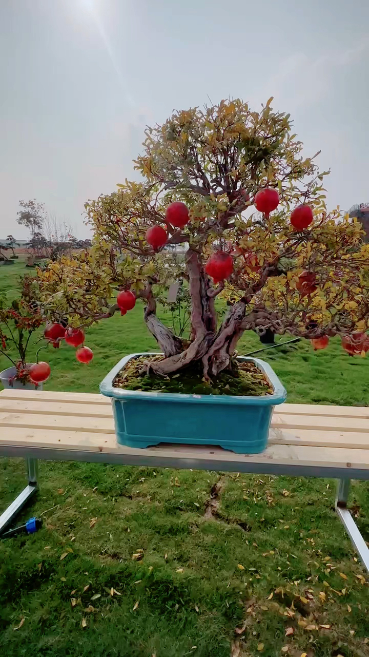 精品石榴盆景!