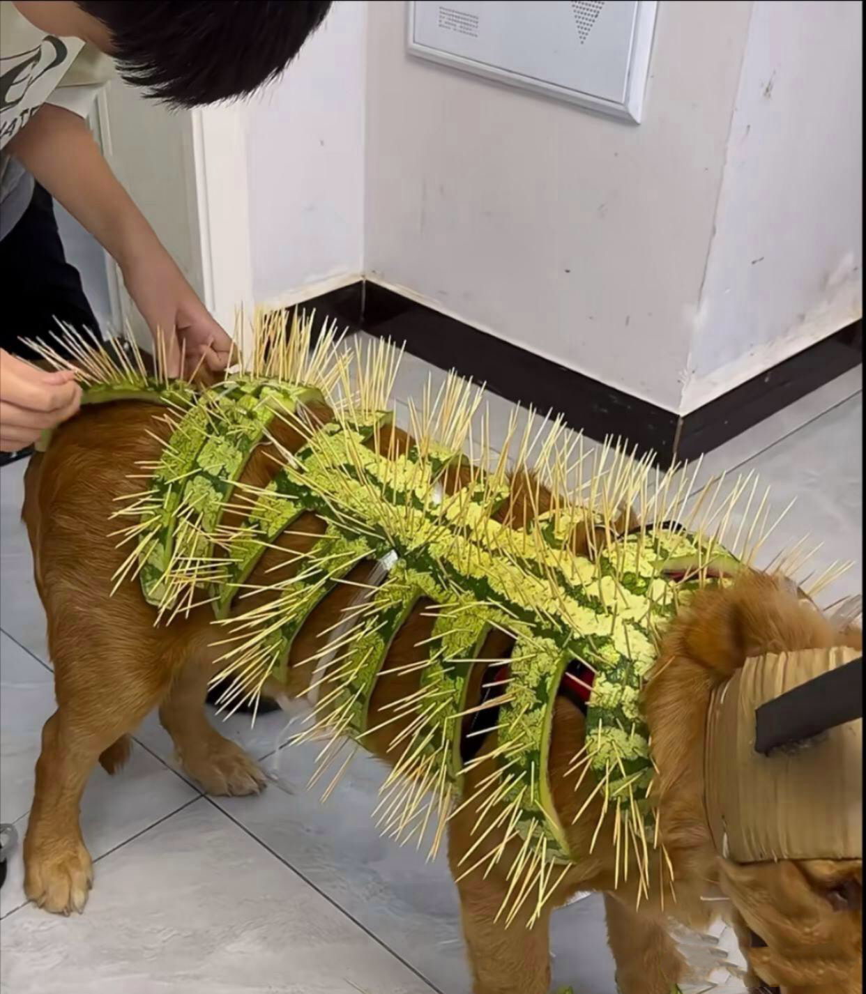 整日怕自家宝贝狗被楼下大狼狗欺负脑瓜一转动手