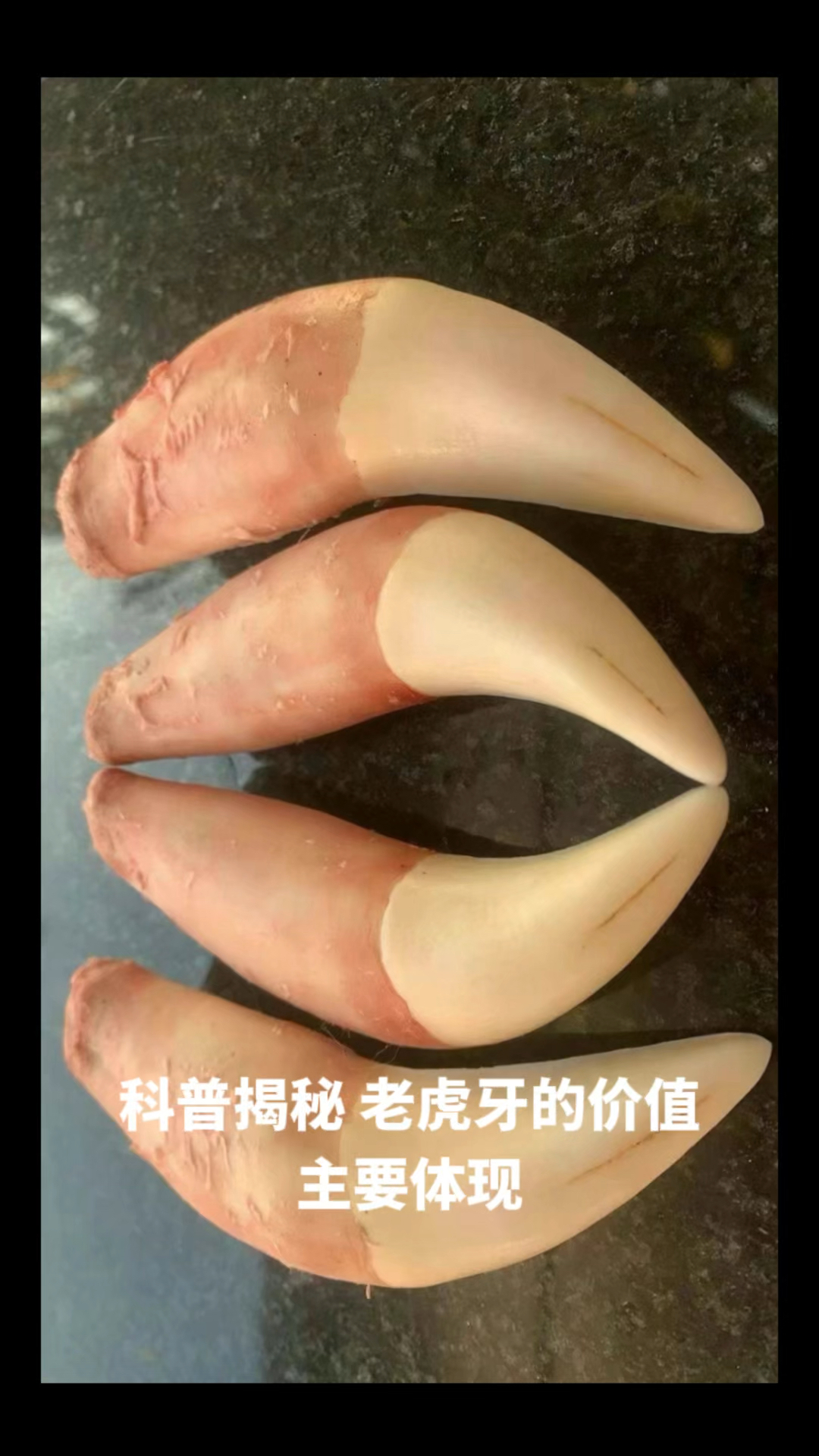 科普揭秘老虎牙大猫牙