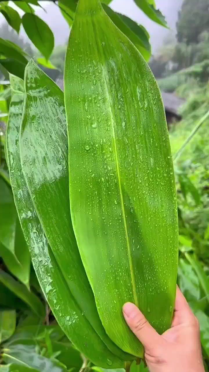 新鲜粽叶真空包装摘现粽子