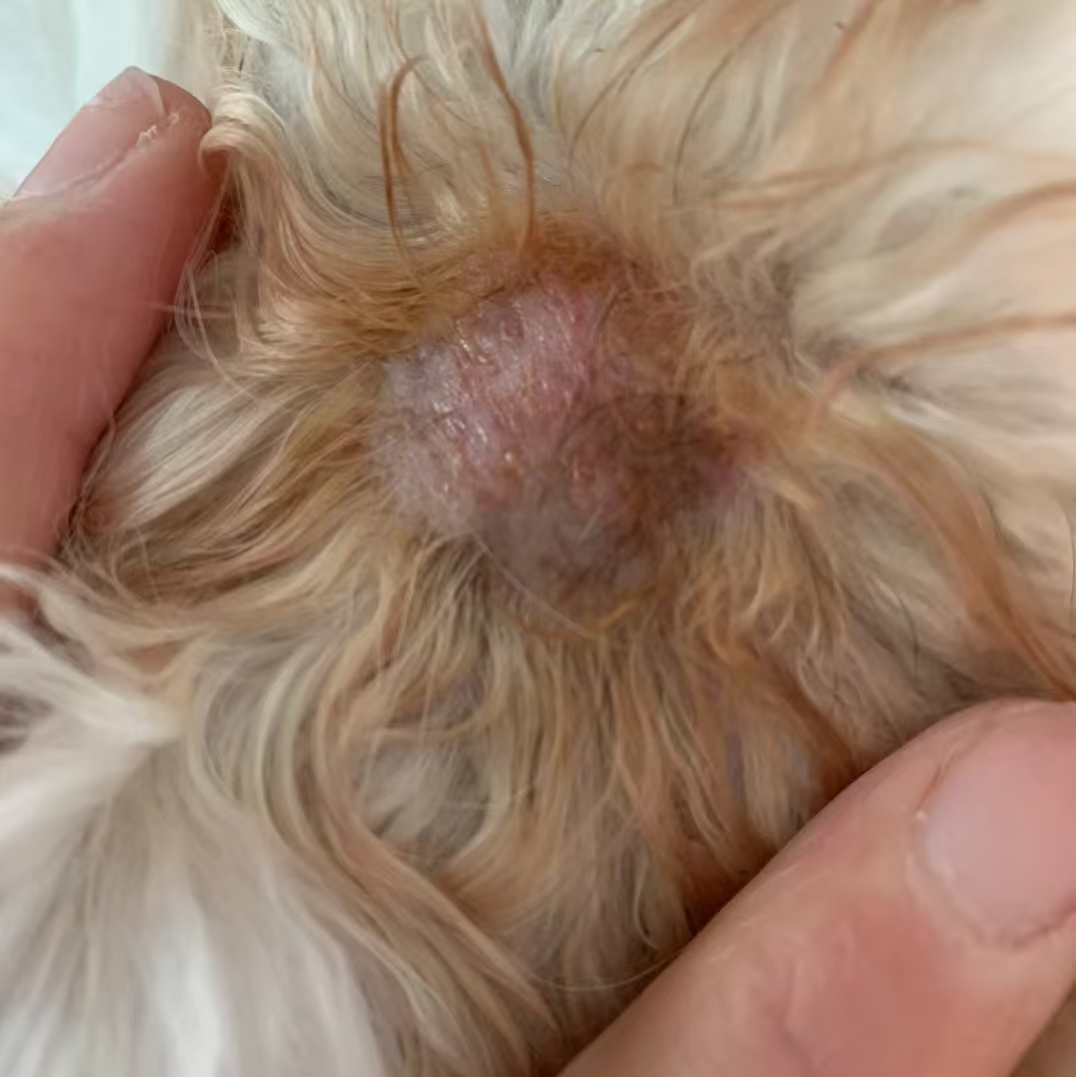 教你如何解决狗藓