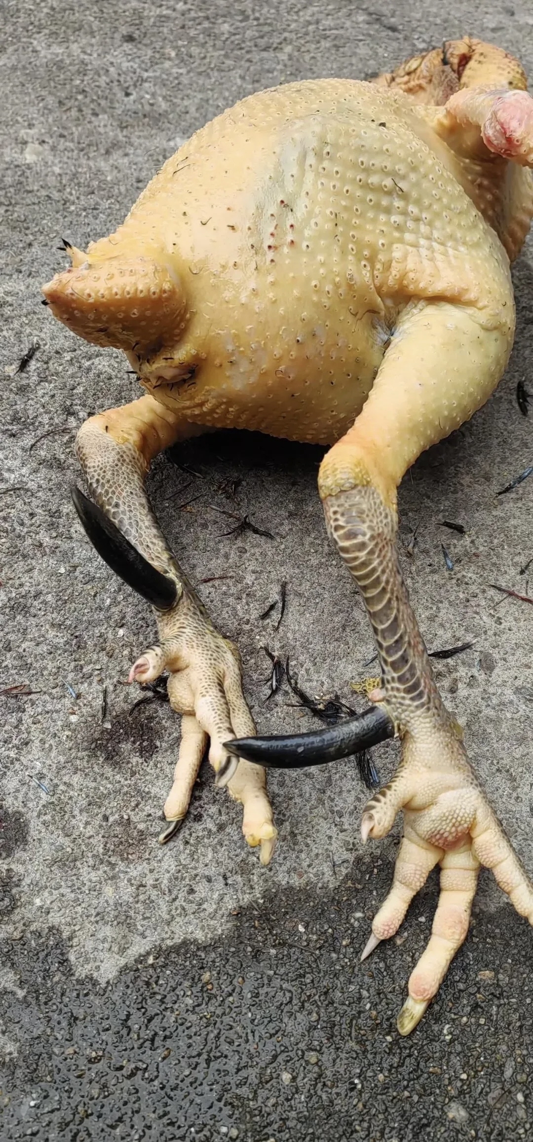 婆婆从乡下带了只公鸡来,老公收拾完我一看,鸡脚上咋多长了个黑疙瘩