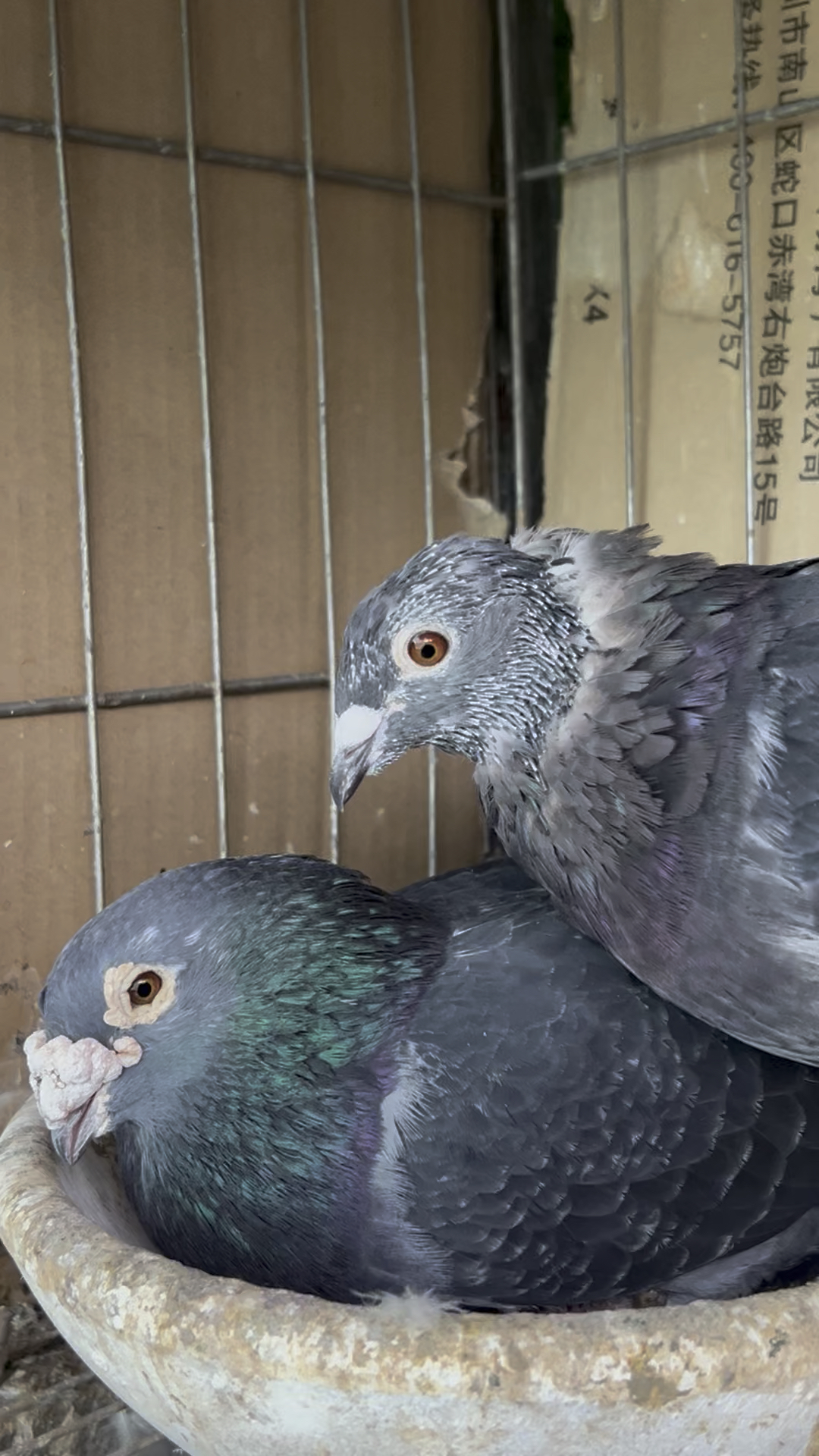 鸽子跟斑鸠是能配对的