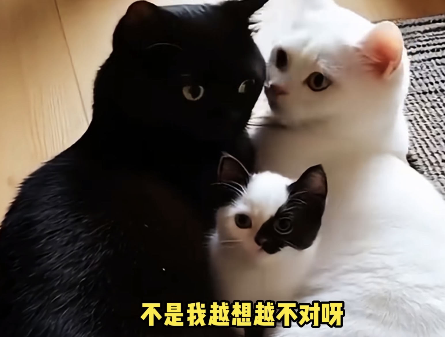 白猫黑帽黑猫白帽 - 白猫戴黑帽子黑猫戴白帽子图片 白猫黑帽黑猫白帽 - 白猫戴黑帽子黑猫戴白帽子图片（白猫黑帽子,黑猫白帽子） 行业资讯