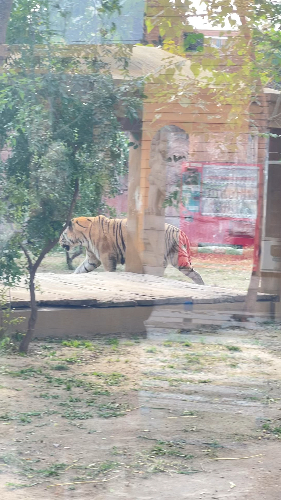 商丘市动物园里的老虎