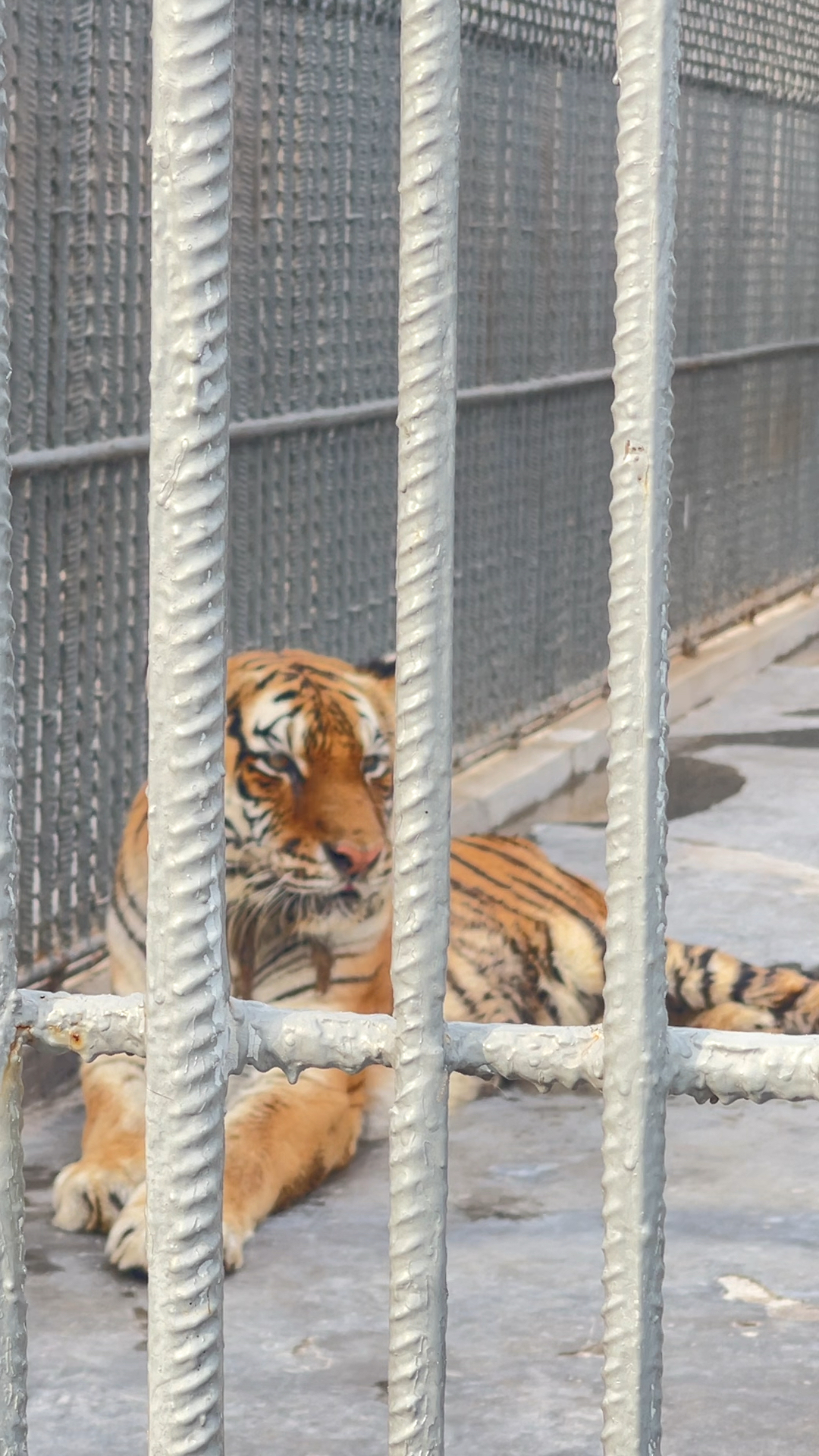 商丘市动物园里的老虎