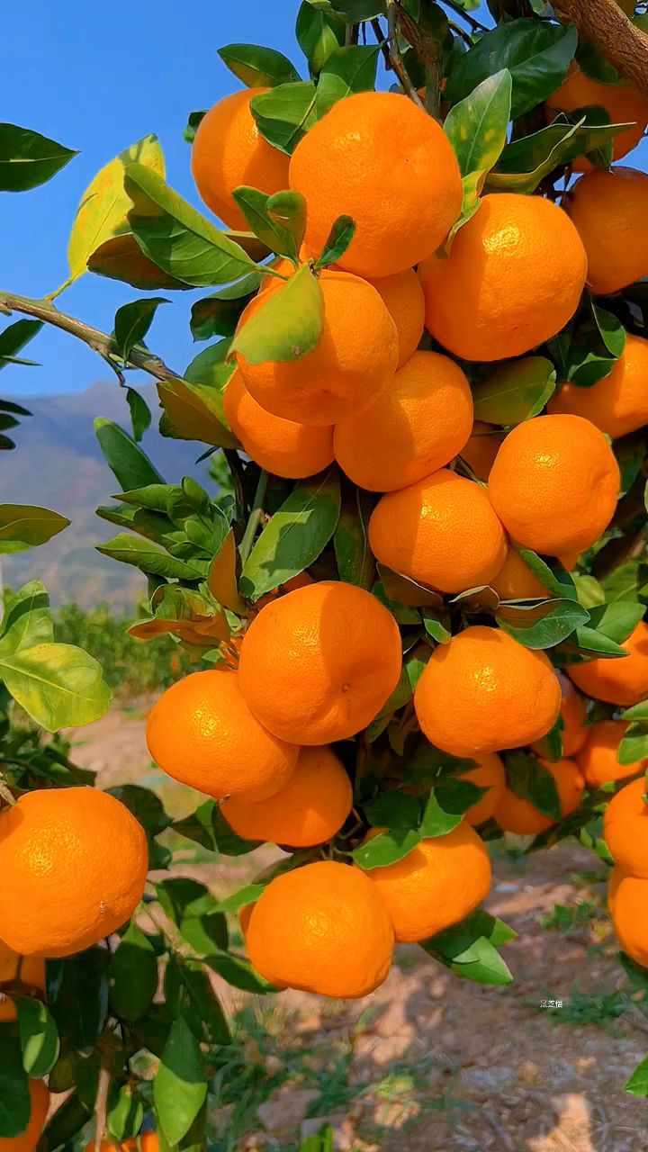 秋风醉了愁,桔子红了秋,那是你我的甜蜜约定,桔祥如意.