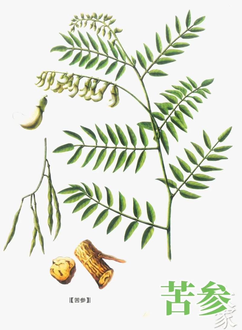 苦参:皮肤病的"苦口良药"