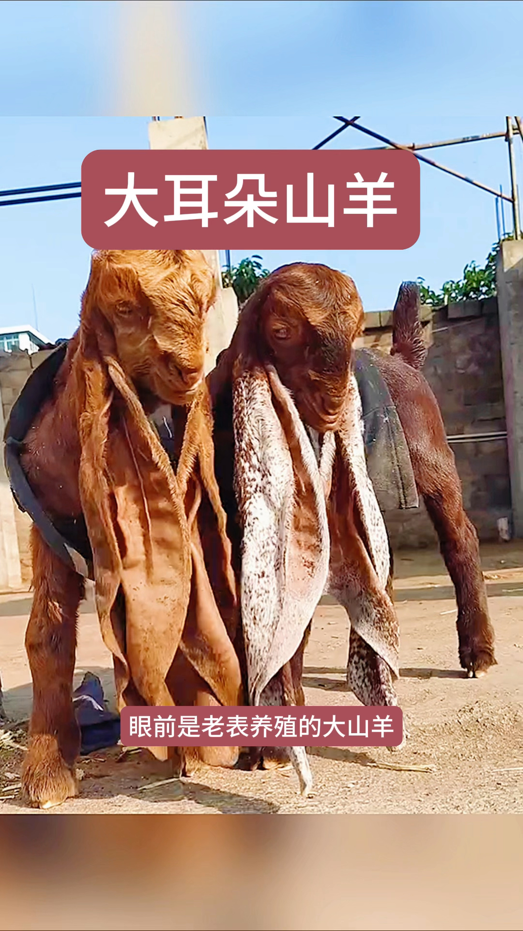 大耳朵山羊,它的耳朵属实也太长了