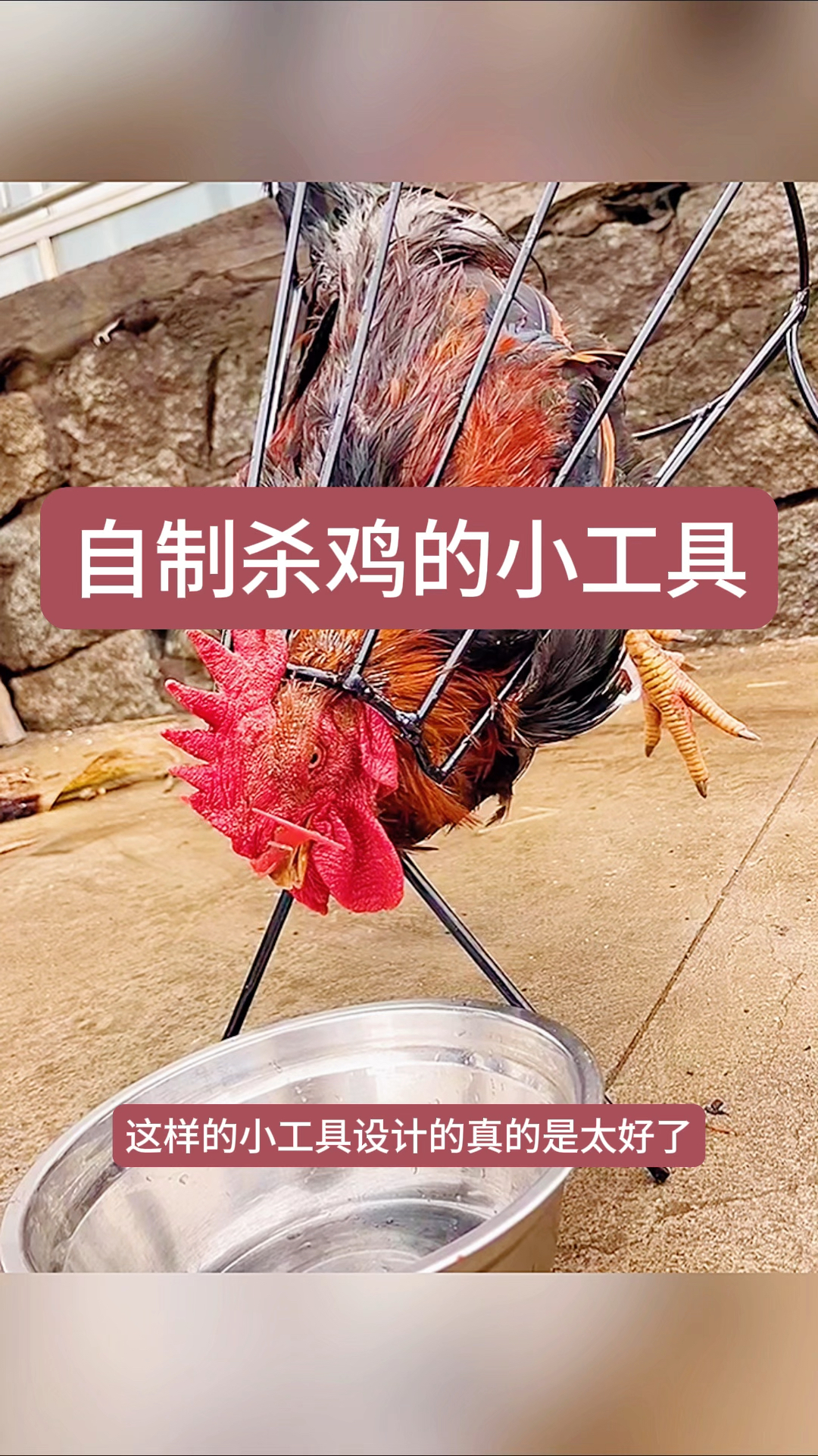 自制杀鸡的小工具,太实用了